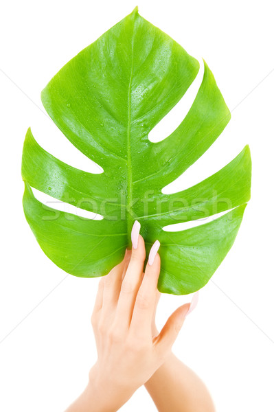 Femenino manos hoja verde Foto blanco mujer Foto stock © dolgachov