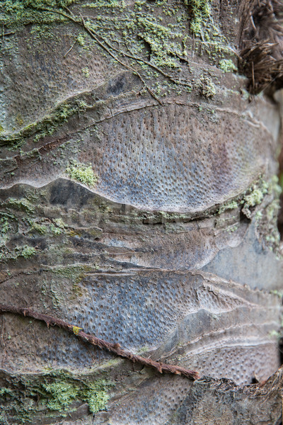 close up of palm tree trunk bark surface Stock photo © dolgachov