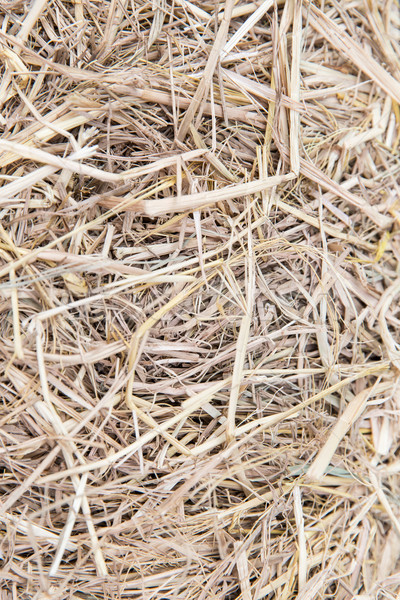 dry grass or hay texture Stock photo © dolgachov