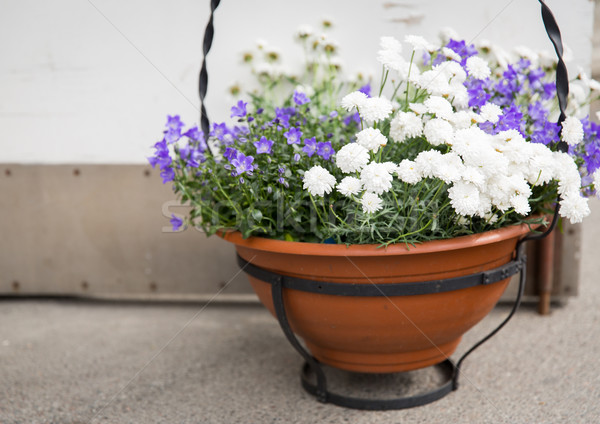 beautiful flowers in pot outdoors Stock photo © dolgachov