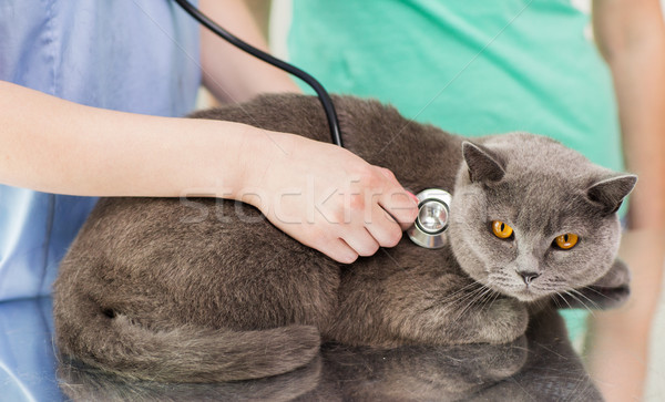 Foto stock: Veterinario · estetoscopio · gato · clínica · medicina