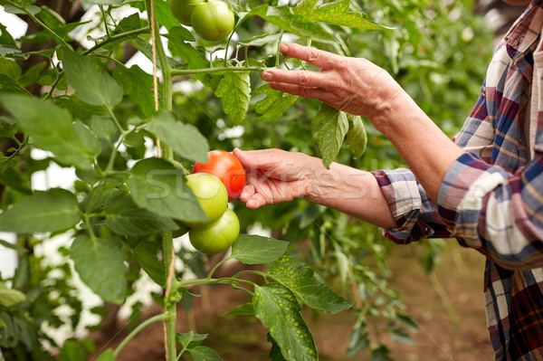 Senior mulher tomates fazenda estufa Foto stock © dolgachov