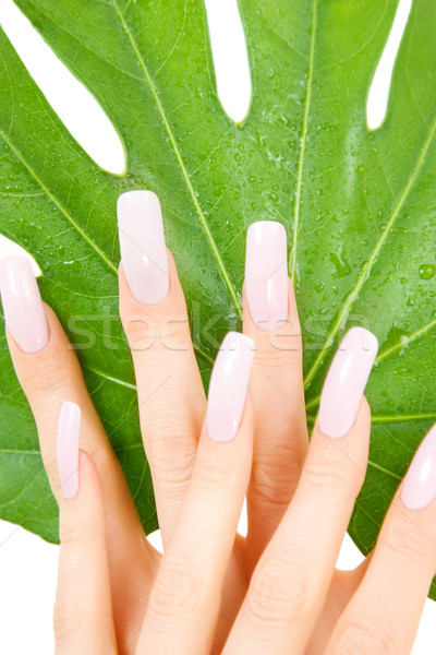female hands with green leaf Stock photo © dolgachov