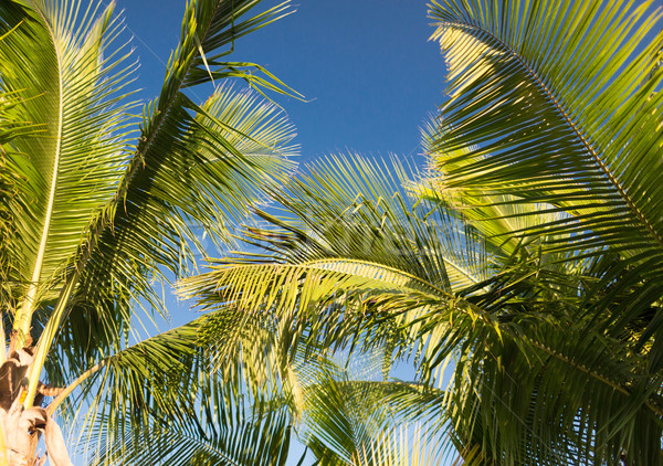 Palme blauer Himmel weiß Wolken Urlaub Natur Stock foto © dolgachov