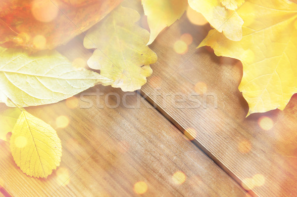 close up of many different fallen autumn leaves Stock photo © dolgachov