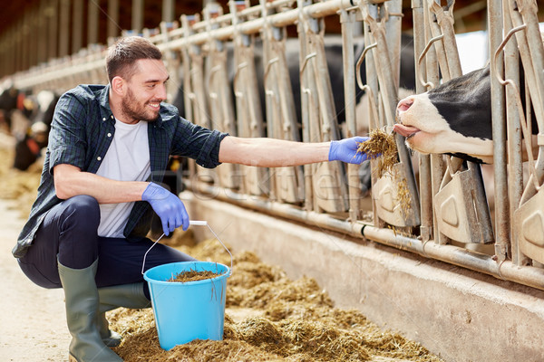 Stock photo: man feeding cows with hay in cowshed on dairy farm