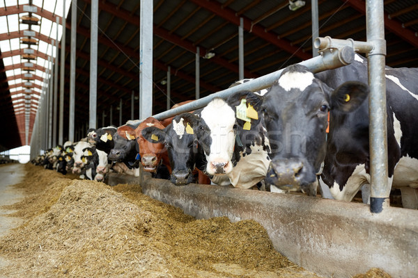 herd of cows in cowshed on dairy farm Stock photo © dolgachov