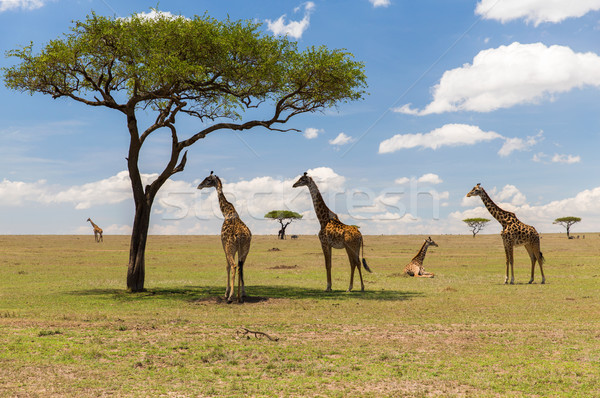Zsiráfok szavanna Afrika állat természet vadvilág Stock fotó © dolgachov