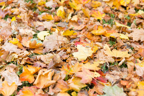 close up of fallen maple leaves on grass Stock photo © dolgachov