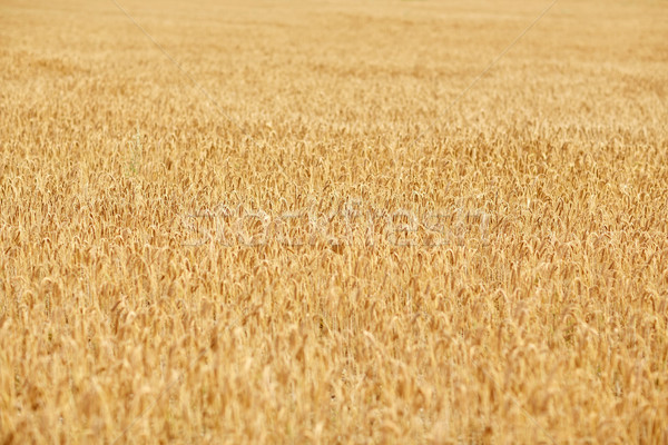 cereal field with spikelets of ripe rye or wheat Stock photo © dolgachov