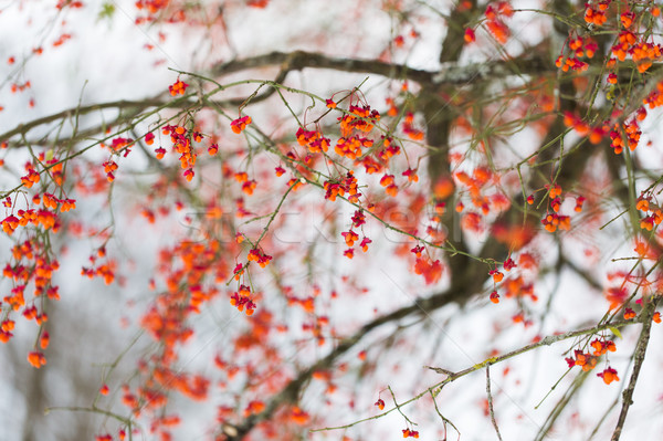 spindle or euonymus branch with fruits in winter Stock photo © dolgachov