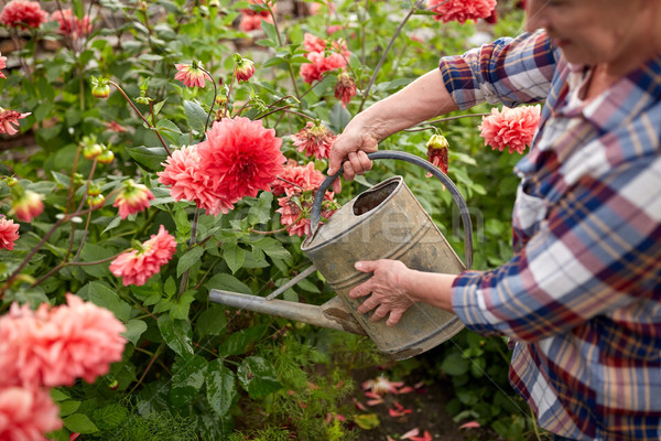 senior woman watering flowers at summer garden Stock photo © dolgachov