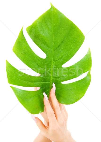 Weiblichen Hände green leaf Bild weiß Frau Stock foto © dolgachov