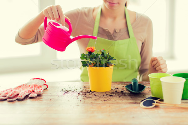 close up of woman hands planting roses in pot Stock photo © dolgachov