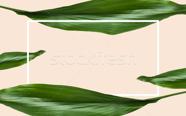 Grüne Blätter rechteckige Rahmen beige Natur Stock foto © dolgachov