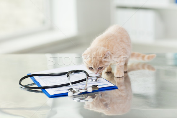 close up of scottish fold kitten at vet clinic Stock photo © dolgachov