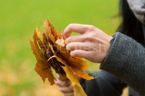 Kobieta ręce jesienią klon pozostawia Zdjęcia stock © dolgachov