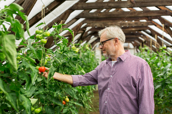 senior man growing tomatoes at farm greenhouse Stock photo © dolgachov