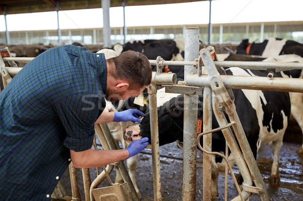 Stock photo: man or farmer with cows in cowshed on dairy farm