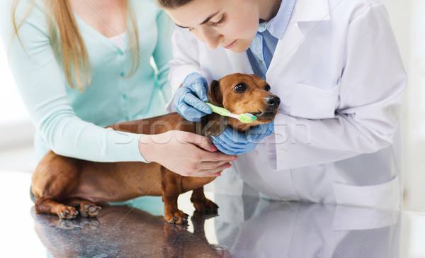 woman with dog and doctor at vet clinic Stock photo © dolgachov