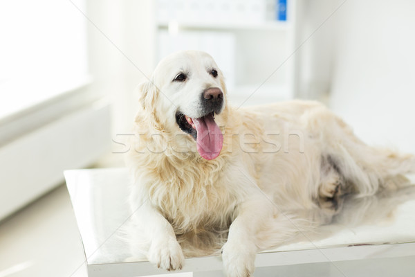 Golden retriever hond dierenarts kliniek geneeskunde Stockfoto © dolgachov