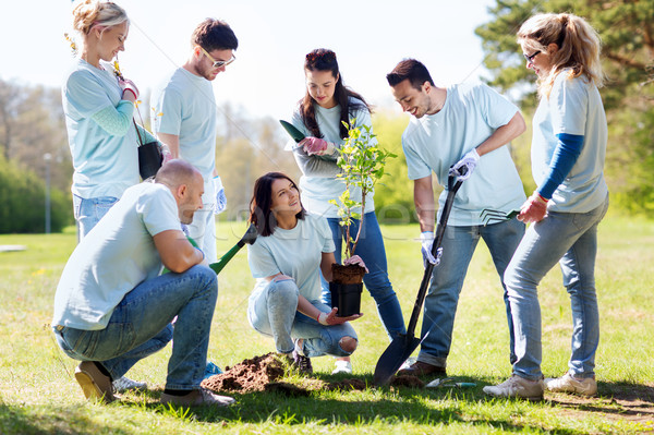 group of volunteers planting tree in park Stock photo © dolgachov
