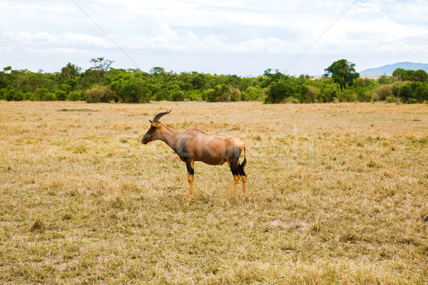 topi antelope grazing in savannah at africa Stock photo © dolgachov