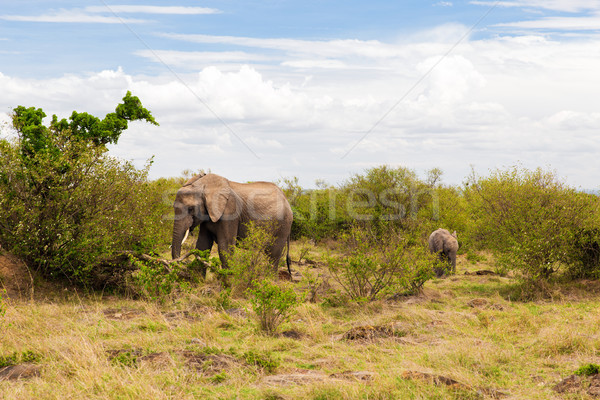 elephant with baby or calf in savannah at africa Stock photo © dolgachov