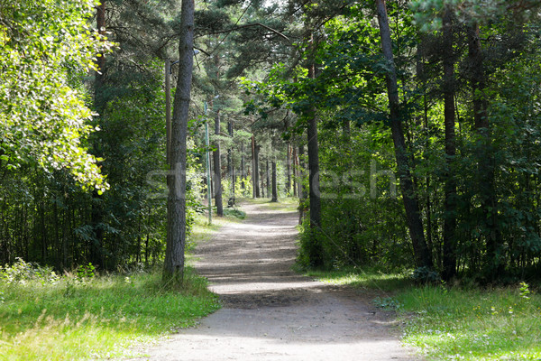 summer forest and path Stock photo © dolgachov