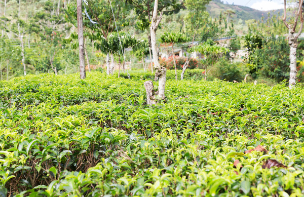 Tea ültetvény mező Sri Lanka mezőgazdaság gazdálkodás Stock fotó © dolgachov