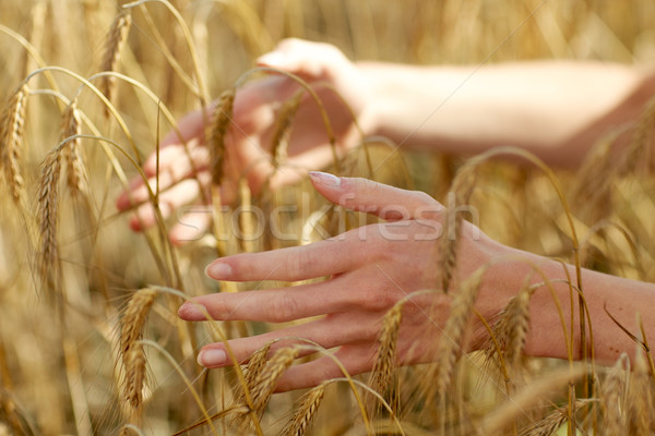 close up of woman hands in cereal field Stock photo © dolgachov