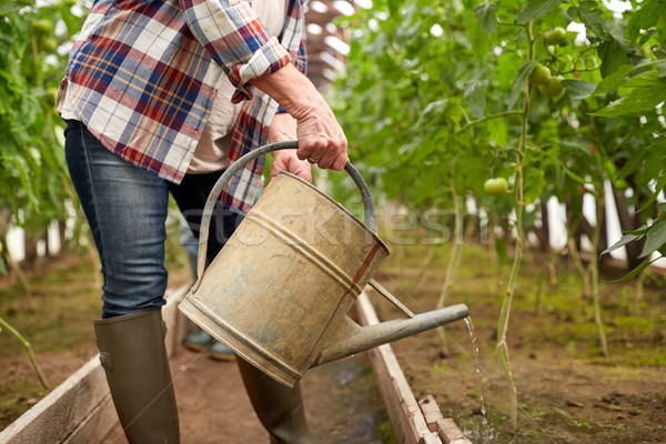 senior woman with watering can at farm greenhouse Stock photo © dolgachov