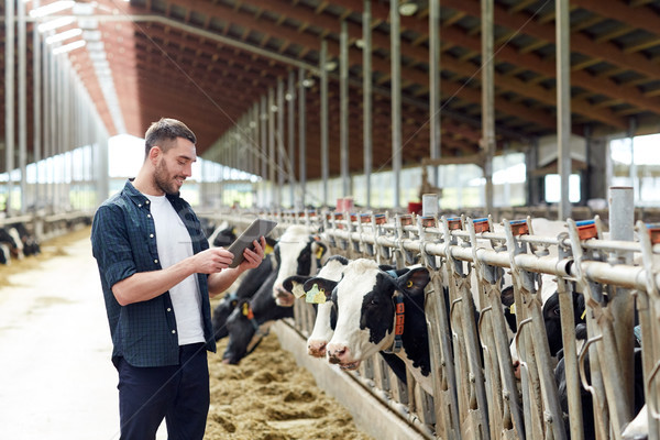 young man with tablet pc and cows on dairy farm Stock photo © dolgachov