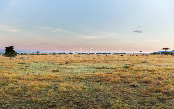 Gruppo animali savana africa animale Foto d'archivio © dolgachov