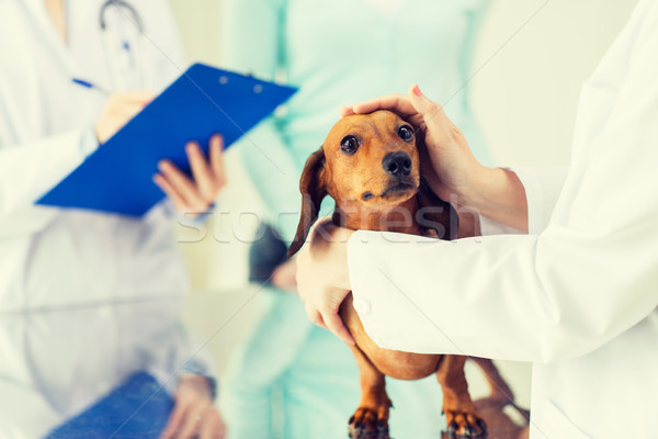 Dierenarts teckel hond kliniek geneeskunde Stockfoto © dolgachov