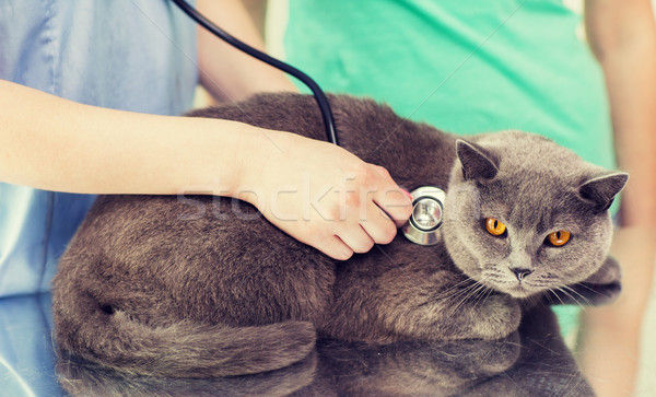 Tierarzt Stethoskop Katze Klinik Medizin Stock foto © dolgachov