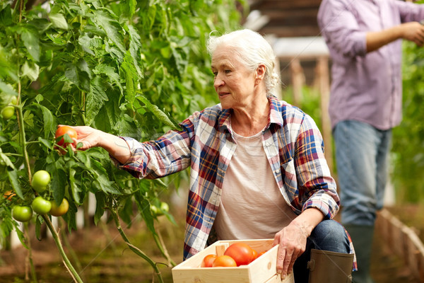 old woman picking tomatoes up at farm greenhouse Stock photo © dolgachov