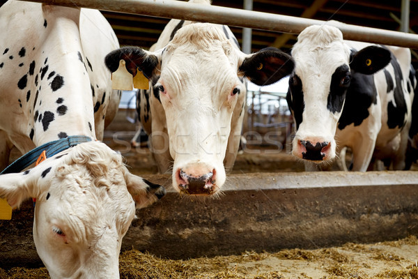 Stado krów jedzenie siano mleczarnia gospodarstwa Zdjęcia stock © dolgachov