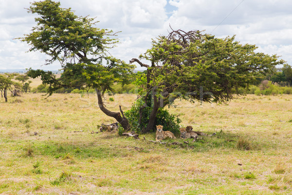 Baum Savanne Afrika Tier Natur Tierwelt Stock foto © dolgachov