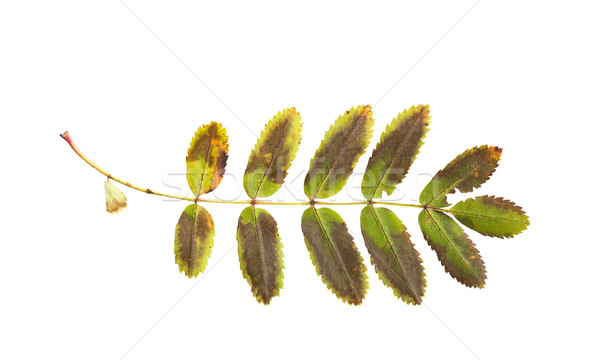 dry fallen rowan tree leaf Stock photo © dolgachov