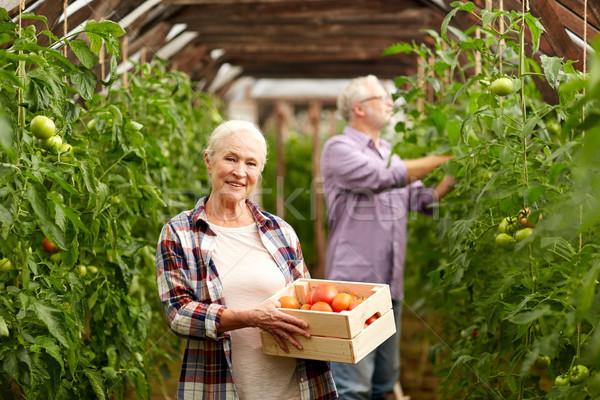 Stockfoto: Oude · vrouw · tomaten · omhoog · boerderij · broeikas