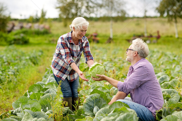 Stock photo: senior couple picking cabbage on farm