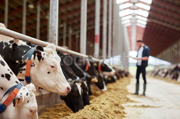 Stock photo: herd of cows eating hay in cowshed on dairy farm