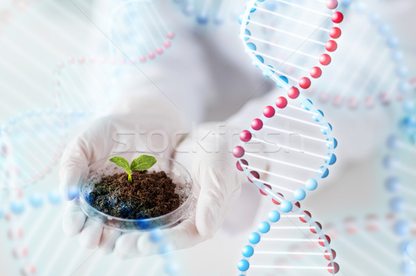 close up of scientist hands with plant and soil Stock photo © dolgachov