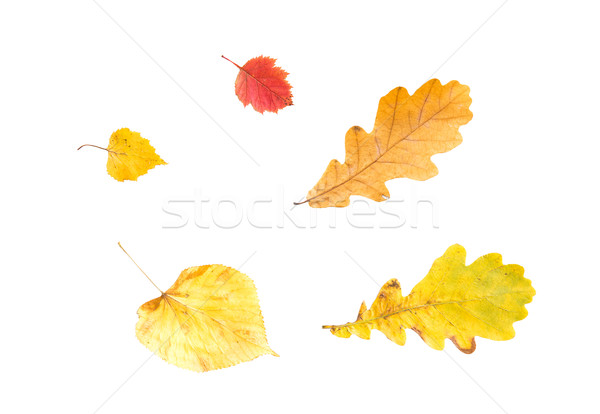 set of different fallen autumn leaves Stock photo © dolgachov