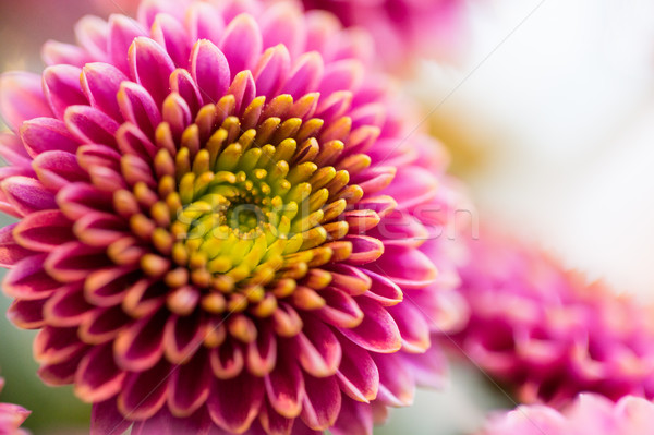 close up of beautiful pink chrysanthemum flowers Stock photo © dolgachov