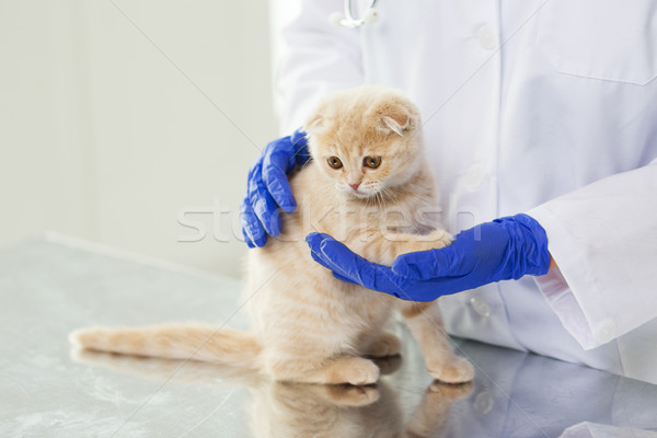 close up of vet with scottish kitten at clinic Stock photo © dolgachov