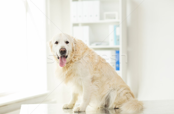 Foto stock: Golden · retriever · perro · veterinario · clínica · medicina