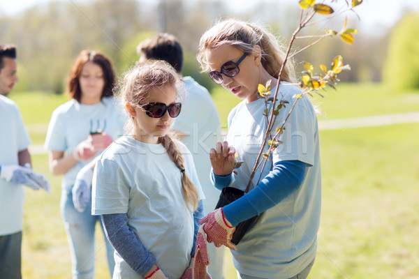 Vrijwilligers familie boom kiemplant park vrijwilligerswerk Stockfoto © dolgachov