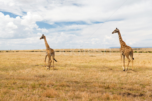 Giraffen savanne afrika dier natuur wildlife Stockfoto © dolgachov